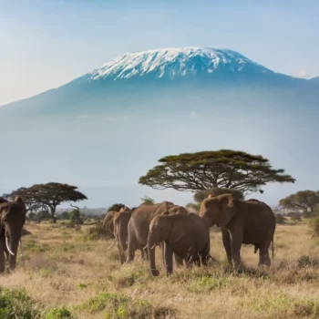 Mount Kilimanjaro Elephants - 1600