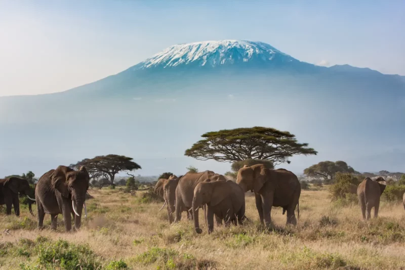 Mount Kilimanjaro Elephants - 1600