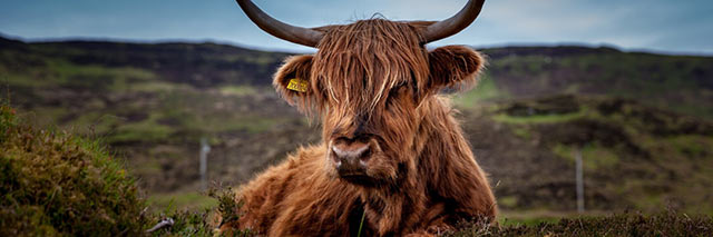 Highland cow, Ben Nevis, Scotland