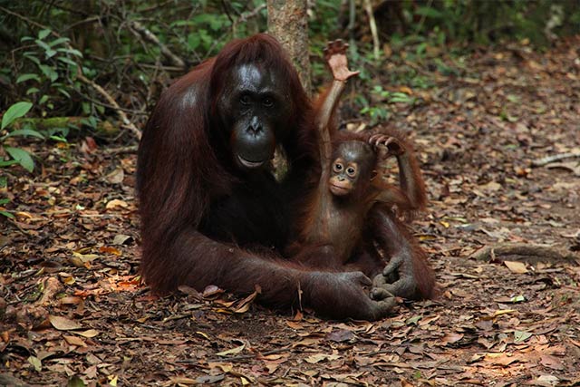 Orangutan in forest