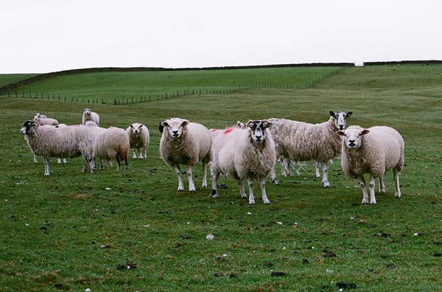 coast to coast walk sheeps