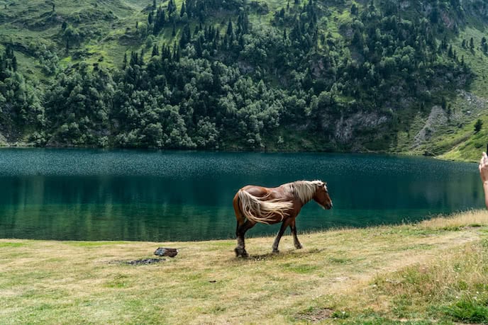 horse near water lake 
