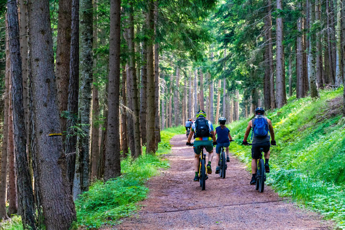 Bikes threw forest 