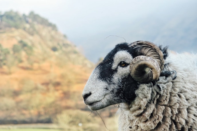 lake district national park sheep on coast to coast route, England